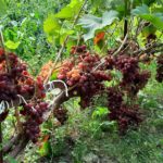Саженцы винограда в Курске. Виноград киш-миш Велес