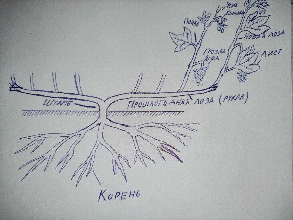 Схема строения виноградного куста (виноградного растения)