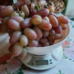Саженцы винограда в Курске. Виноград Юлиан