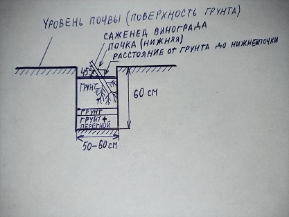 Как посадить саженец винограда