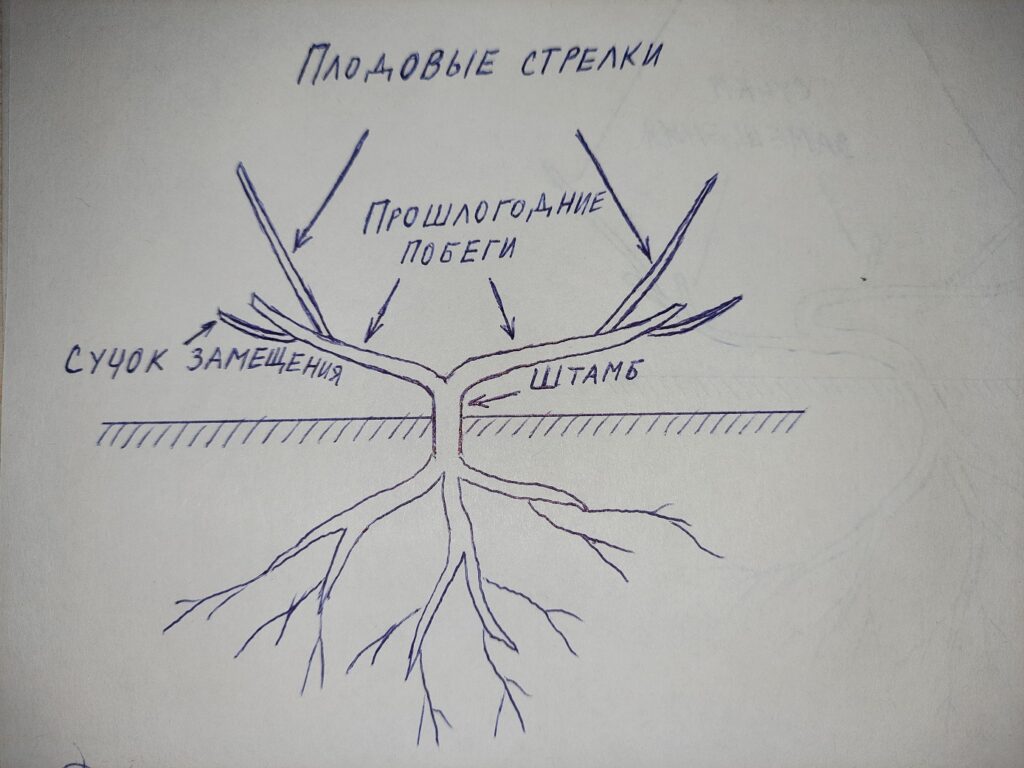 Схема формирования куста (виноградного растения) с названиями частей куста (классическая)