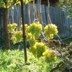 Сформированный куст винограда