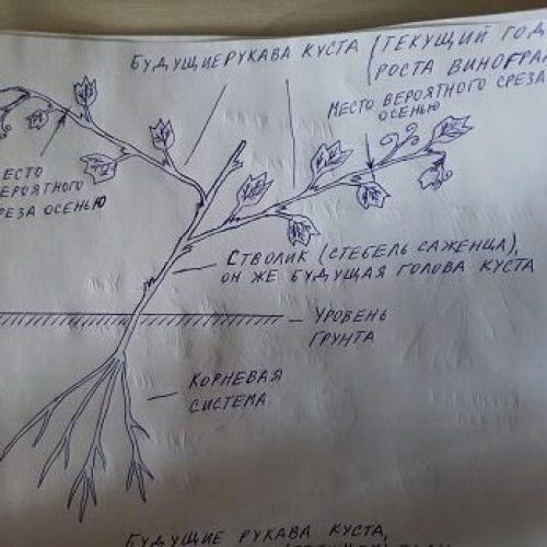 Как обрезать виноград? Побеги отросли более, чем на четыре почки. Второй год развития вегетирующего саженца винограда (летом, с листьями)