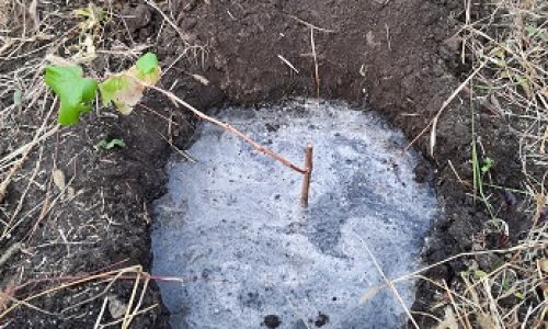 Саженец винограда заливается водой перед окончательным засыпанием ямы
