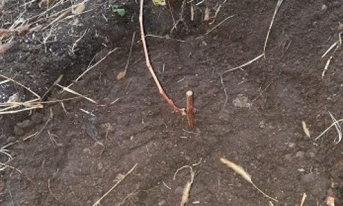 Саженец винограда посажен на постоянном месте, а грунт вокруг него немного притоптан