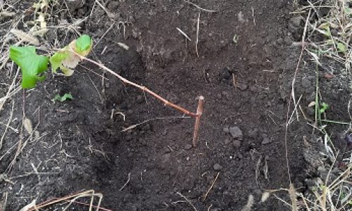 Засыпаем саженец винограда огородным грунтом наполовину
