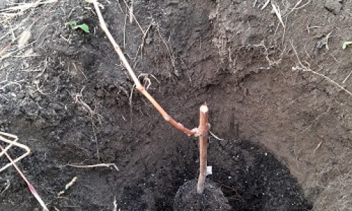 Посадка саженца винограда из контейнера