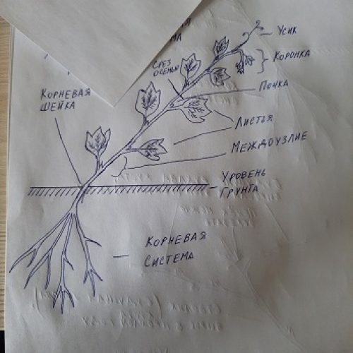Как обрезать виноград? Саженец отрос более, чем на четыре почки. Саженец винограда в год посадки (летом, с листьями)