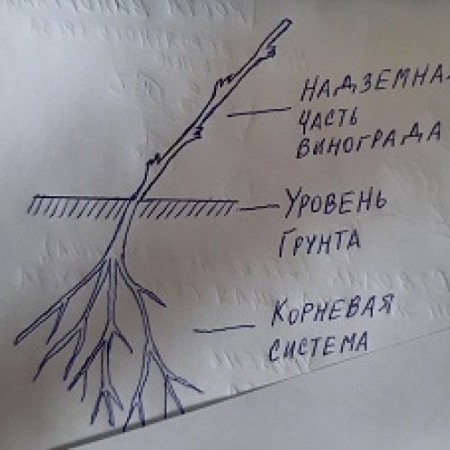 Как обрезать виноград? Побег саженца обрезан над четвёртой почкой. Вегетирующий саженец винограда в год посадки (осенью, без листьев).
